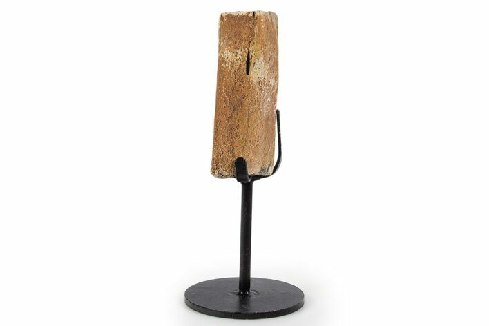 Fossil Hadrosaur Rib Section w/ Metal Stand - South Dakota #339889